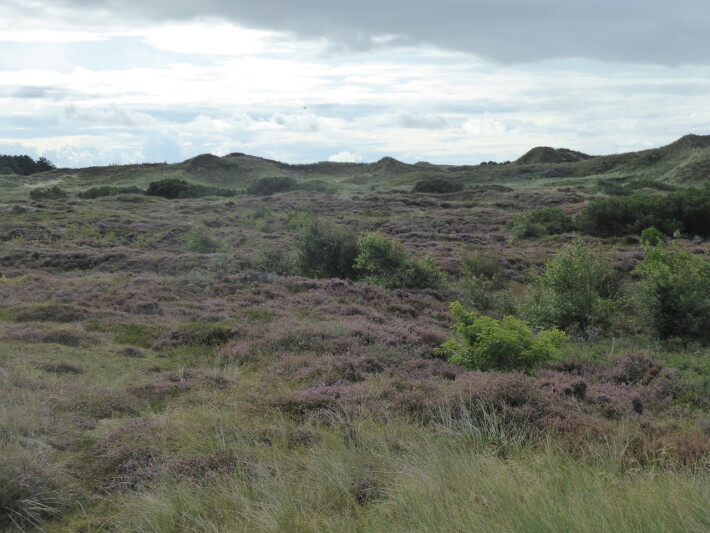Heathland