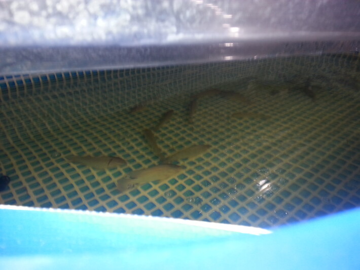 Fish swimming in pool
