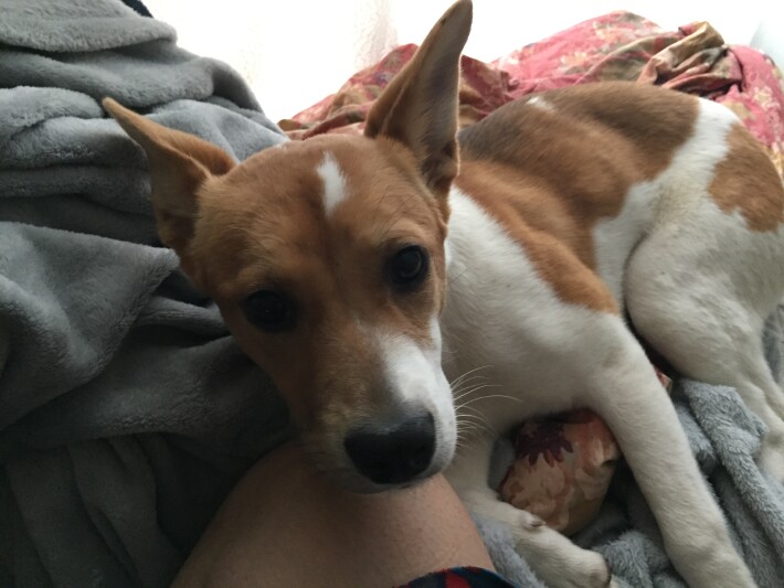 Coco resting on my knee