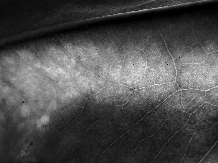 Leaves, abisai