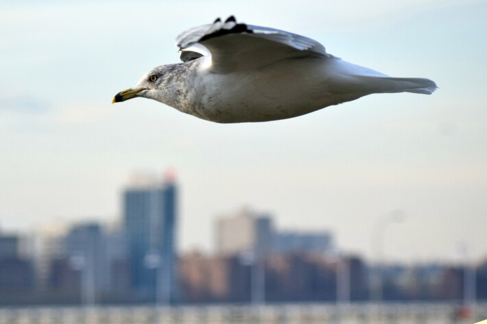 City Bird