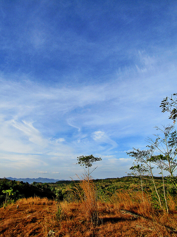 Tree and sky, by abisai