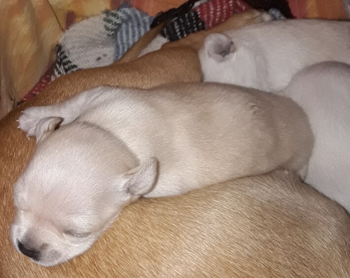 puppies