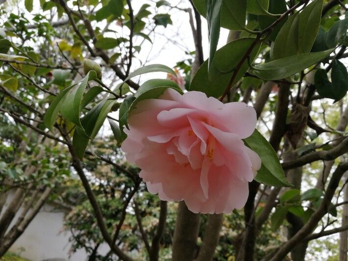 garden flower