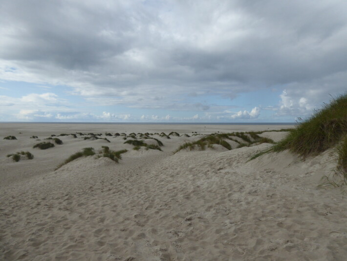 Beach and Dunes