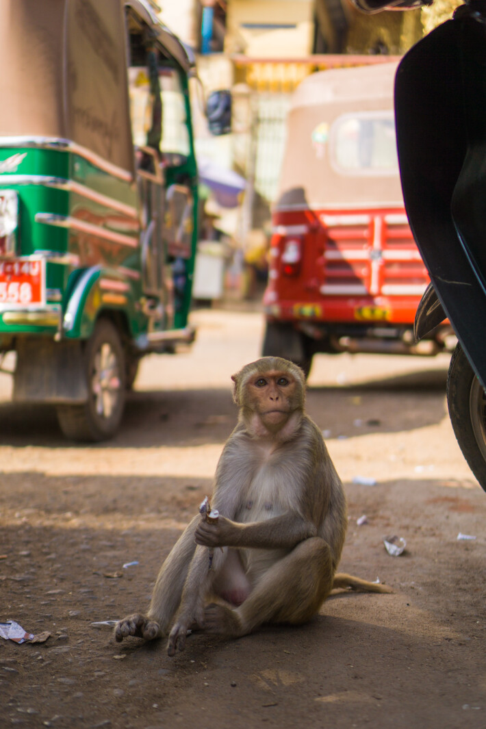 Monkeys are to be seen also on the streets leading to a shrine