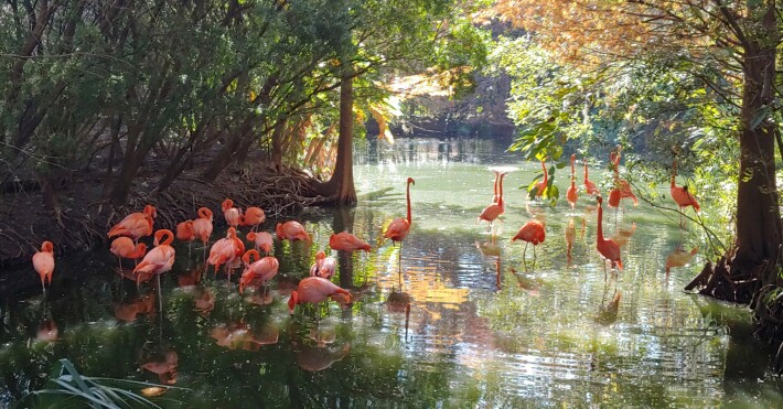 Flamingos 2