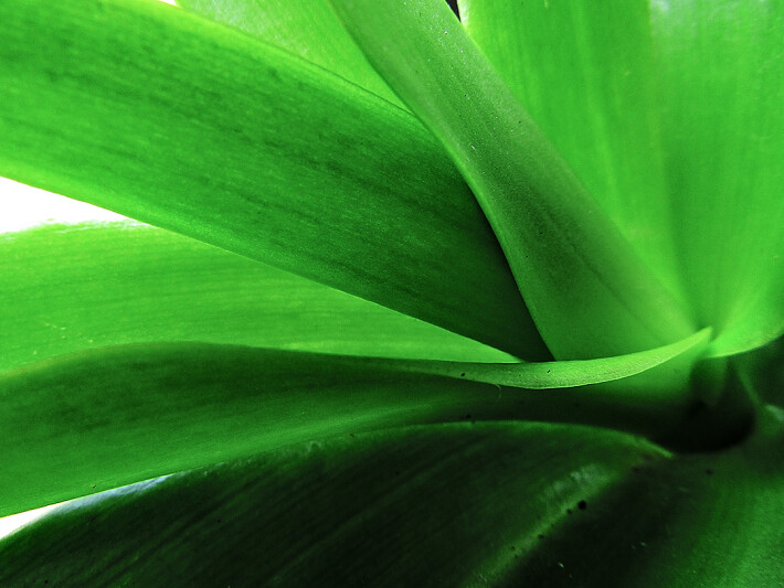 Leaves, abisai