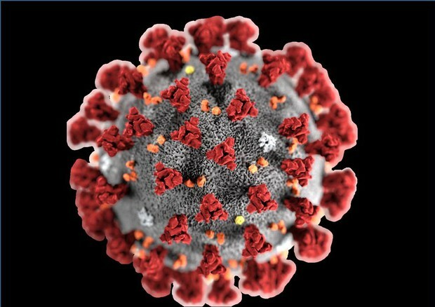 Corona Virus
