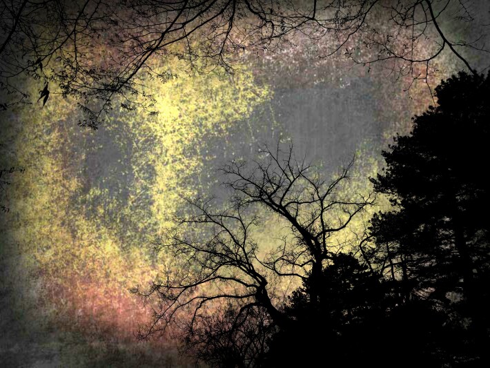 Sun and Trees