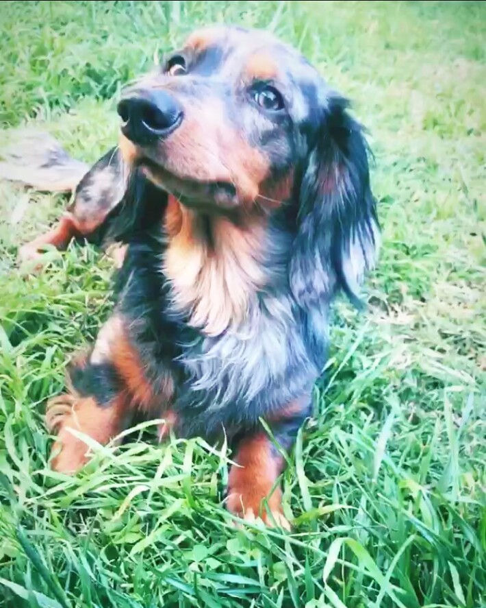 @wyattweenie laying in the grass