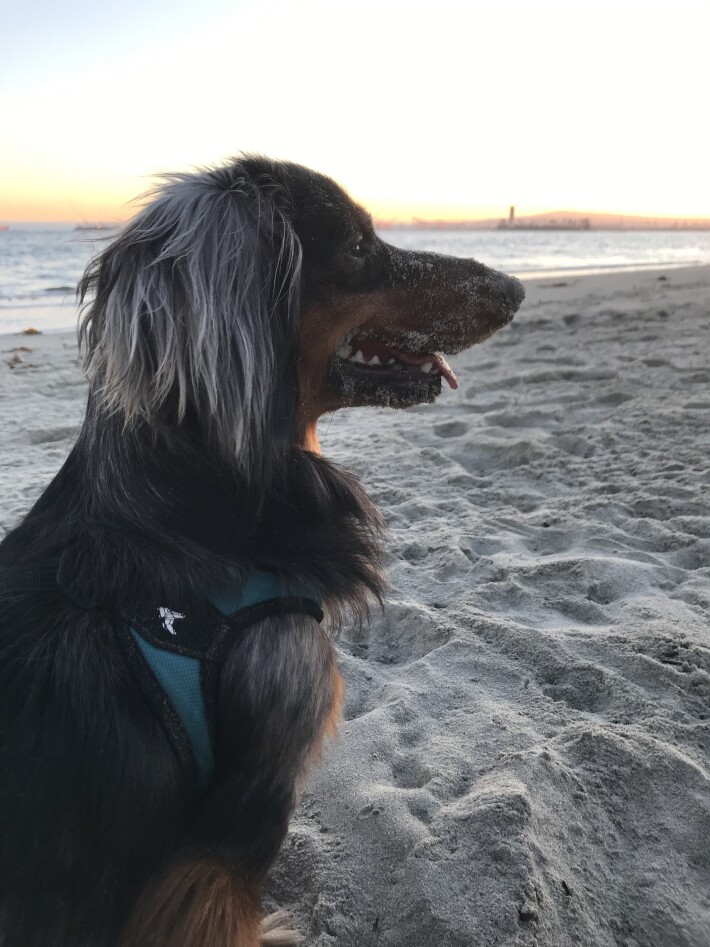 Dapple Dachshund Wyatt