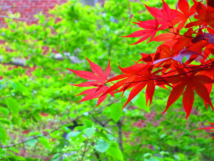 Contrast of the Leaves