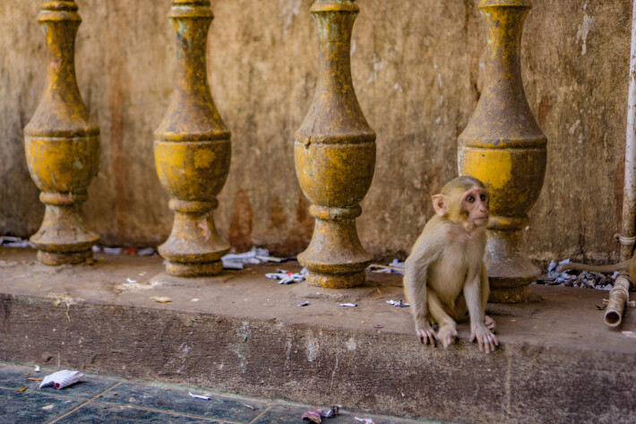 Mount Popa, Myanmar