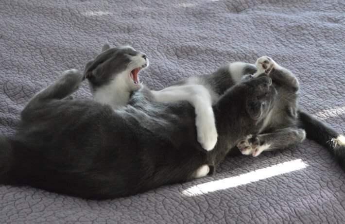 Apollo and Hermes having a fun, brotherly scuffle.