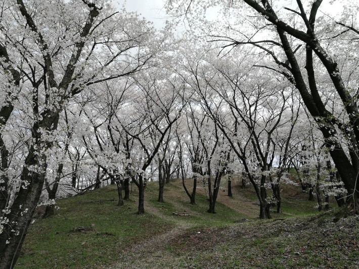 cherry blossom forest