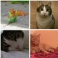 My Cats - Meine Katzen