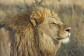 The Lion Strategy