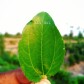 Beautiful photography of leaf