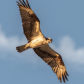 midnightfalcon
