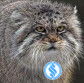 SpectreCat