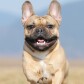 Crypto Dog