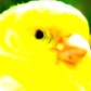 a legendary canary