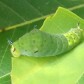 Greenghopper