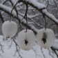 Ghost_apple