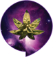 Cannabis
