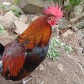 servelle