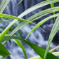 Cascading Faith