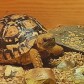 Crypto the Trading Tortoise