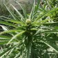 My outdoor grow diary