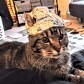 Spitkitten