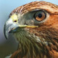 hawk-eye