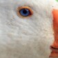 Duckers