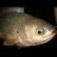 Mimid