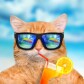 McToastyCat