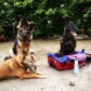 Shepherd Stories
