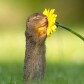 Wildflower