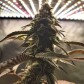 Medical Cannabis Grow Blog