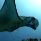 Deep Dives.