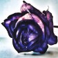 Photography - for education and enjoyment!