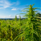 Cryptocurrency and CBD (Cannabidiol)