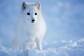 ArcticSun