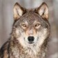 WOLFO