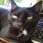 CryptoCat