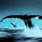 Whale Tail Mining