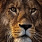 When Sleeping Lions Woke